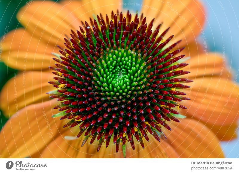 Echinacea purpurea, orangefarbige Kultursorte, Blütenstand Igelkopf Sorte Gartenform Auslese blühen Korbblütler aus Nordamerika Staude frosthart Asteraceae