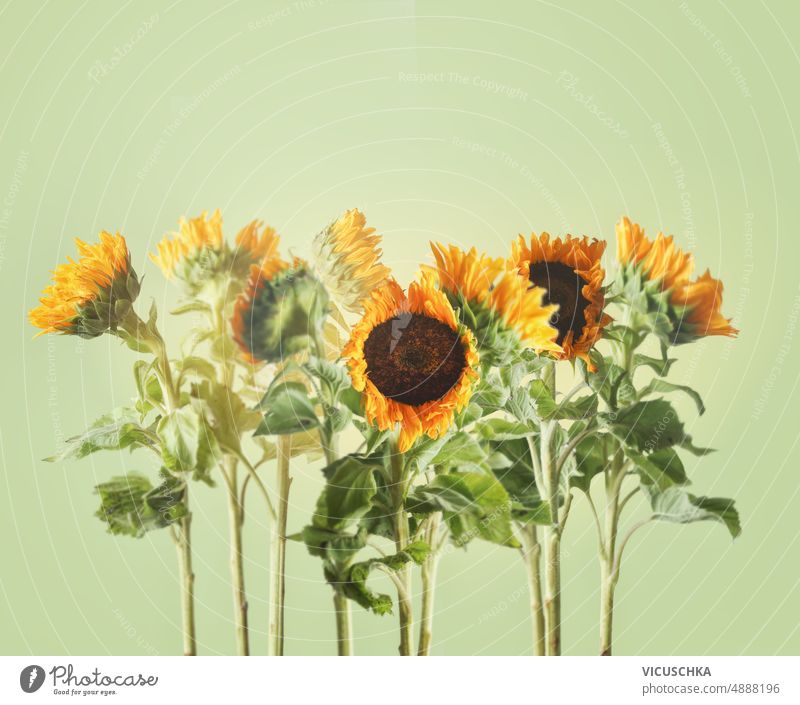 Schöne Sonnenblumen mit Stängeln und Blättern auf blassgrünem Hintergrund. schön Stehen saisonbedingt Sommerblumen Vorderansicht Überstrahlung geblümt Blume