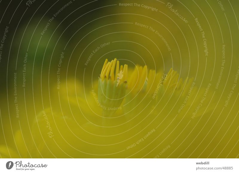 Gelbe Blume Wegrand gelb grün Weichzeichner Physik Grünpflanze Wärme Sonne Makroaufnahme