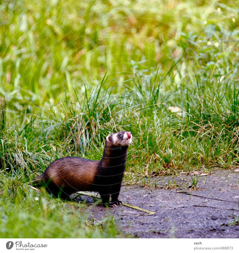 Tier | große Erwartungen Natur Gras Wildtier Fell Nagetiere Marder nerz 1 Fressen braun grün Iltis Farbfoto Gedeckte Farben Außenaufnahme Menschenleer