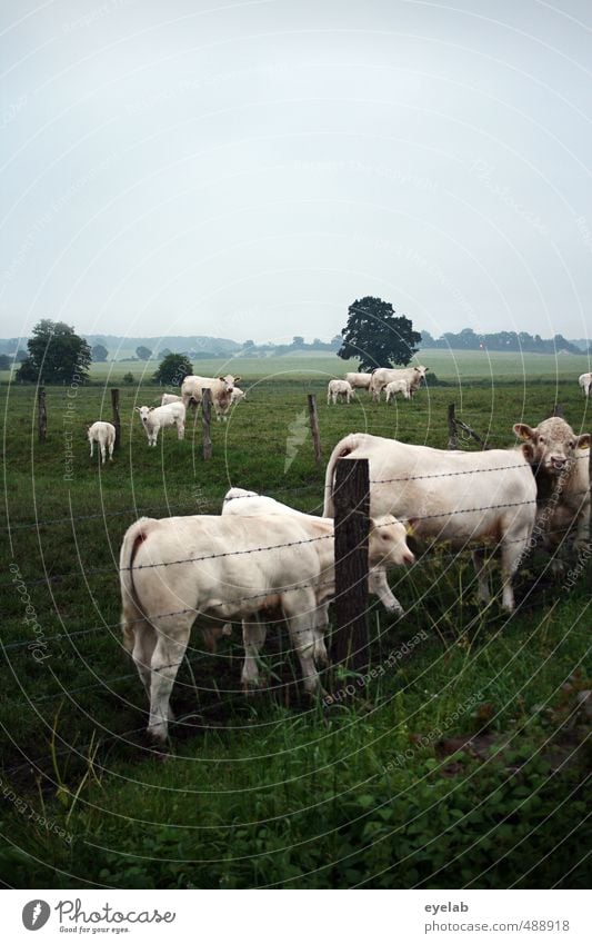 Mühe Umwelt Natur Landschaft Pflanze Tier Himmel Wolken Sommer Klima Wetter schlechtes Wetter Baum Gras Sträucher Wiese Feld Haustier Nutztier Kuh Tiergruppe