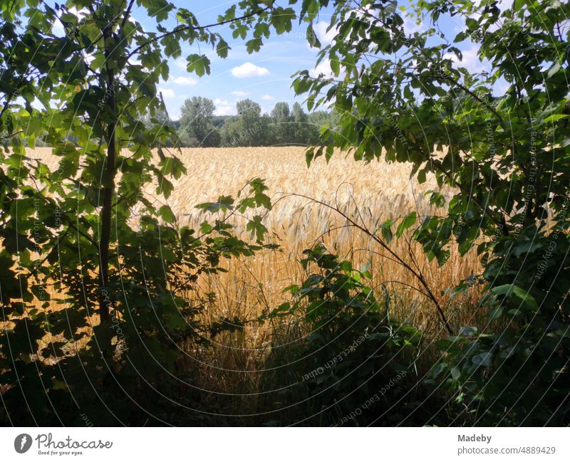 Gerstenfeld am Waldrand im Sommer bei blauem Himmel im Sonnenschein in Oerlinghausen bei Bielefeld am Hermannsweg im Teutoburger Wald Ostwestfalen-Lippe