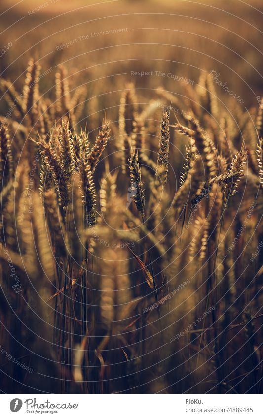 Weizen in der Abendsonne Ernte Getreide Feld Landwirtschaft Ähren Sommer Korn Natur Pflanze Kornfeld Lebensmittel Ackerbau Getreidefeld Nutzpflanze Ernährung