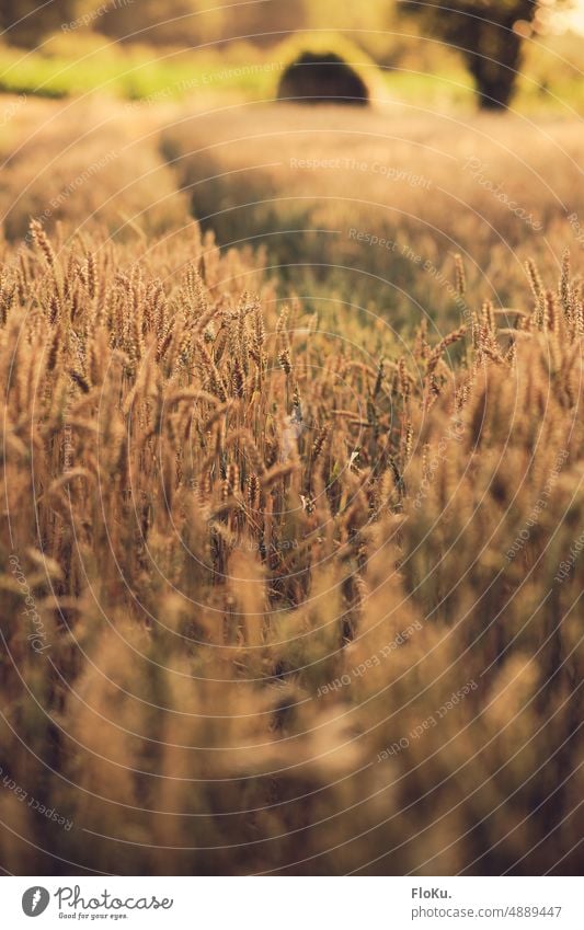 Weizenfeld in Sommer Ernte Getreide Feld Landwirtschaft Ähren Korn Natur Pflanze Kornfeld Lebensmittel Ackerbau Getreidefeld Nutzpflanze Ernährung ökologisch