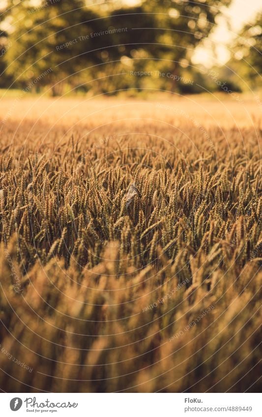 Weizenfeld in später Abendsonne Feld Getreide Landwirtschaft Sommer Kornfeld Ähren Natur Getreidefeld Nutzpflanze Außenaufnahme Pflanze Ackerbau Ernährung Ernte