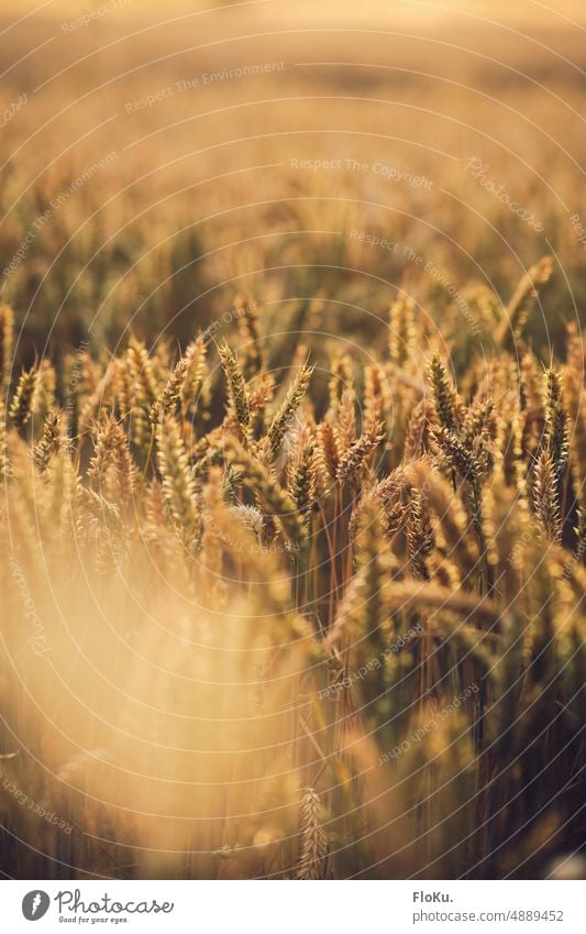 Weizenfeld in später Abendsonne Ernte Getreide Feld Landwirtschaft Ähren Sommer Korn Natur Pflanze Kornfeld Lebensmittel Ackerbau Getreidefeld Nutzpflanze