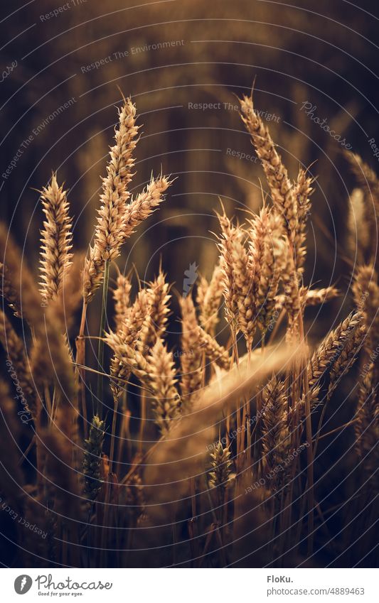 Weizen im Feld Ernte Getreide Landwirtschaft Ähren Sommer Korn Natur Pflanze Kornfeld Lebensmittel Ackerbau Getreidefeld Nutzpflanze Ernährung ökologisch