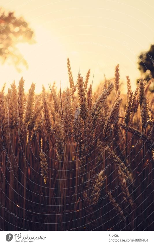 Sonnenuntergang über dem Weizenfeld Ernte Getreide Feld Landwirtschaft Ähren Sommer Korn Natur Pflanze Kornfeld Lebensmittel Ackerbau Getreidefeld Nutzpflanze