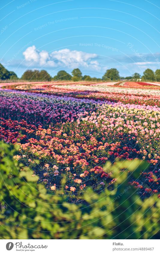 Rosenfeld in Schleswig-Holstein Feld Natur Landschaft Farbfoto Außenaufnahme Himmel Menschenleer Sommer Landwirtschaft BLumen Blüten farbenforh Farbe Farben