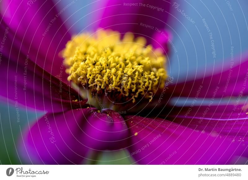 Blütenstand von Cosmos bipinnatus, Schmuckkörbchen, Mexikoaster oder Gemeine Kosmee Cosmea blühen Zungenblüte Zungenblüten Röhrenblüten einjährig aus Mexiko