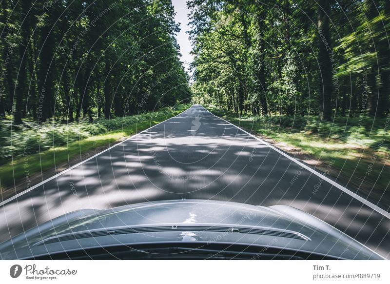 Blick über die Motorhaube auf einer Allee Alleebäume Straße Baum Außenaufnahme Natur Landschaft Wege & Pfade Bäume Menschenleer Sommer Zentralperspektive Umwelt