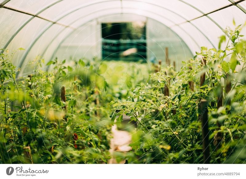 Tomatenstrauch Gemüse in Hochbeeten im Gemüsegarten oder Treibhaus oder Gewächshaus Ackerbau Hintergrund Boke Bokeh Buchse kultivieren kultiviert Bauernhof