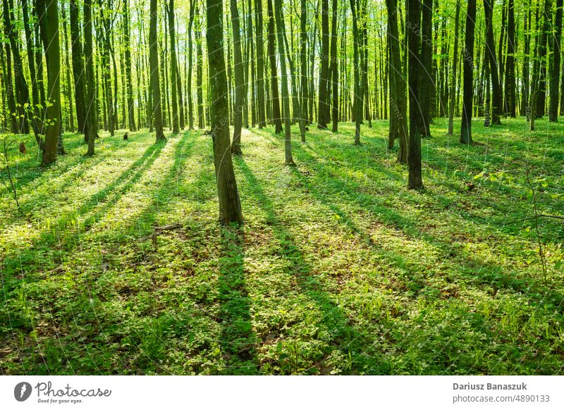 Sonnenschein und Schatten in einem grünen Wald Baum Sonnenlicht Natur Park Sommer Rochen sonnig Umwelt Sonnenstrahlen Licht Schönheit schön Landschaft Saison