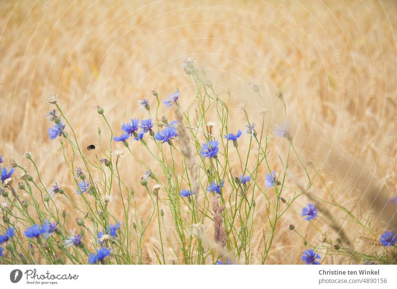 Kornblumen im Gerstenfeld und eine Hummel im Anflug auf eine Blüte kornblumen Feld Getreidefeld Sommer Landwirtschaft Ackerbau Ähren Blumen Wildblumen