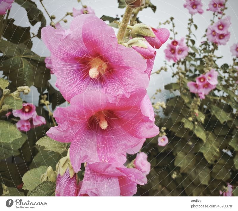 Garten vorm Haus Malven drei Blumen Pflanzen Blüten offen blühen Wachstum Natur Sommer Tageslicht Blütezeit geöffnet filigran im Freien Stimmung Botanik