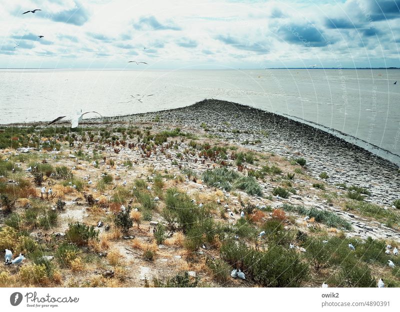 Möwenklo Nordsee Panorama (Aussicht) Küste Meeresufer Eiderstedt Vogelkolonie Möwenkolonie viele Zuhause Heimat fliegen segeln Wind Gesellschaft (Soziologie)