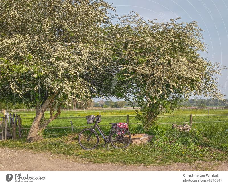 Fahrrad unter blühenden Bäumen Pause blühende Bäume Landidylle Gatter Wiese Weiden Natur Gras Landschaft Himmel Tag grün Zäune Weg Fahrradfahren Energiekrise