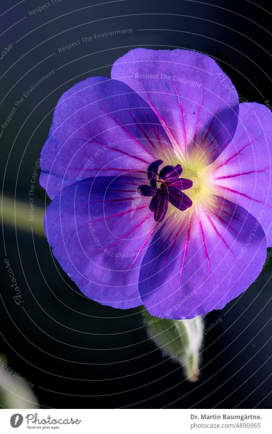 Geranium pratense, Wiesenstorchschnabel, Gartenform,  Blüte im Durchlicht blühen Staude ausdauernd mehrjährig krautig Storchschnabelgewächse Geraniaceae Pflanze