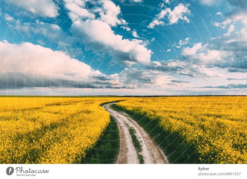 Elevated View Dramatic Sky With Fluffy Clouds On Horizon Above Rural Landscape Blooming Canola Colza Flowers Rapeseed Field. Landstraße. Frühling Feld Landwirtschaftliche Landschaft