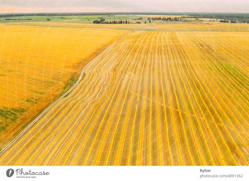 Luftaufnahme der Landschaft des Sommerheufeldes. Raum kopieren. Landwirtschaftliche Landschaft. Geschnittenes trockenes Gras, das zu Stroh verarbeitet wurde, ist noch nicht vom Feld entfernt worden.