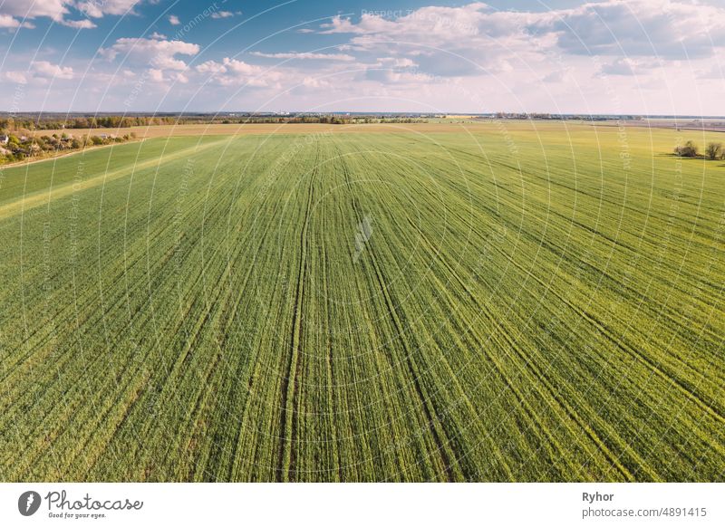 Countryside Rural Green Field Landschaft mit jungen Weizensprossen im Frühling Sommer bewölkten Tag. Landwirtschaftliches Feld. Junge Weizensprossen. Luftaufnahme, natürlicher Hintergrund