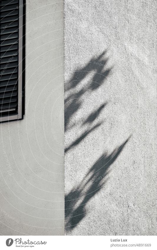 Hausecke, Fenster mit geschlossenem Rollladen und Schatten von Straßenbäumen Ecke Kante Lamellen Sommer Hitze Stadt Kontrast Zweige Fassade Gebäude Wand Mauer