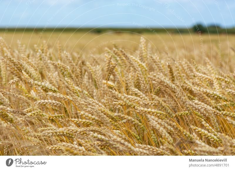 Ein Bett im Kornfeld Feld Getreide Landwirtschaft Sommer Getreidefeld Nutzpflanze Ähren Ernährung Natur Pflanze Lebensmittel Außenaufnahme Landschaft Weizen