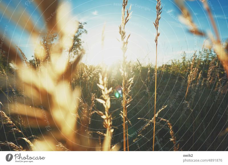 Feldforschung Wiese Gras Halme mystisch draußen Schönes Wetter Idylle weiches Licht friedlich filigran leuchten Lichterscheinung glitzern Natur Umwelt