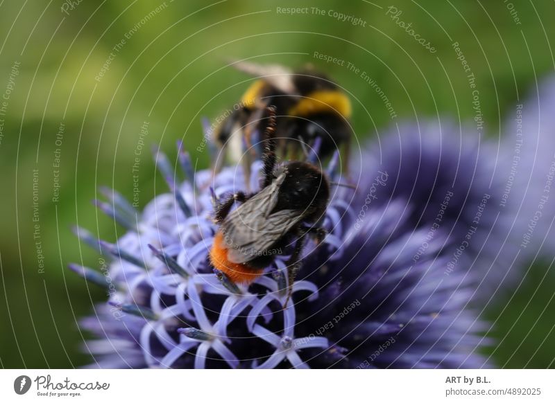 Gemeinsam sind wir stark, zwei Hummeln bei der Suche nach Nahrung auf einem Schmetterlingsflieder hummel nahrung insekt sommerflieder schmetterlingsflieder