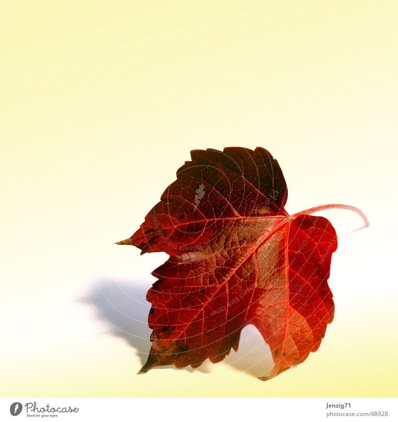 Das Blatt. Weinblatt Herbst Baum Pflanze Herbstlaub herbstlich