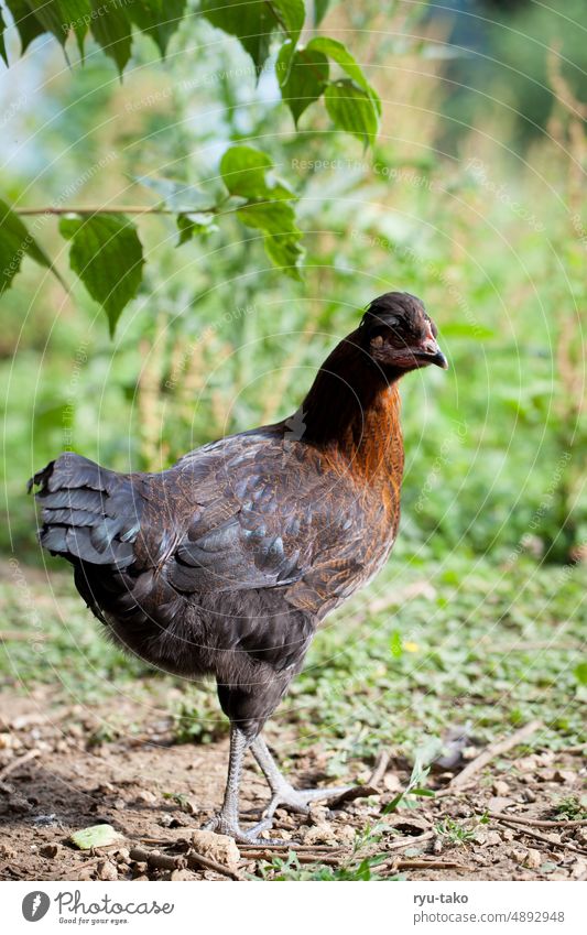 Huhn im Freien Rasse Art Garten Gehege Mischling Mix Wiese grün schön hübsch Henne freilaufend Tier Freilandhaltung Blätter Baum Erdboden Geflügel Feder