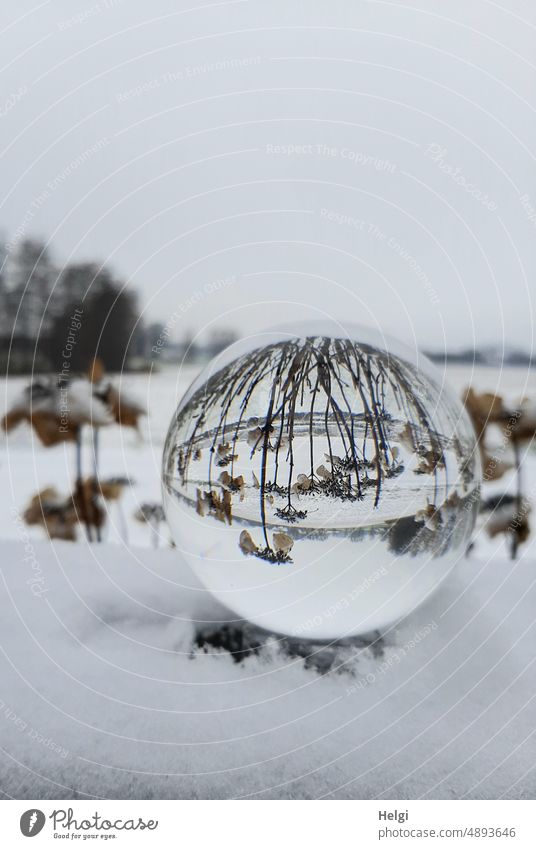 In einer Glaskugel spiegeln sich vertrocknete Hortensienblüten im Schnee Spiegelung Winter Kälte Frost kalt frostig weiß Außenaufnahme Winterstimmung