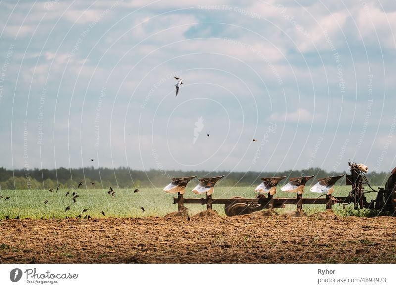 Flock of Birds of Seagull Flies Behind Tractor Plowing Field In Spring Season. Beginn der landwirtschaftlichen Frühjahrssaison Vögel agrar Ackerbau schön Vogel