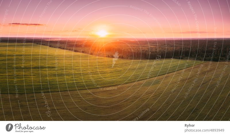 Luftaufnahme. Sonnenschein bei Sonnenuntergang in hellen Morgengrauen Himmel über landwirtschaftliche Landschaft mit jungen Maisfeld. Sommer-Saison. Schöne ländliche Landschaft bei Sonnenuntergang. Panorama