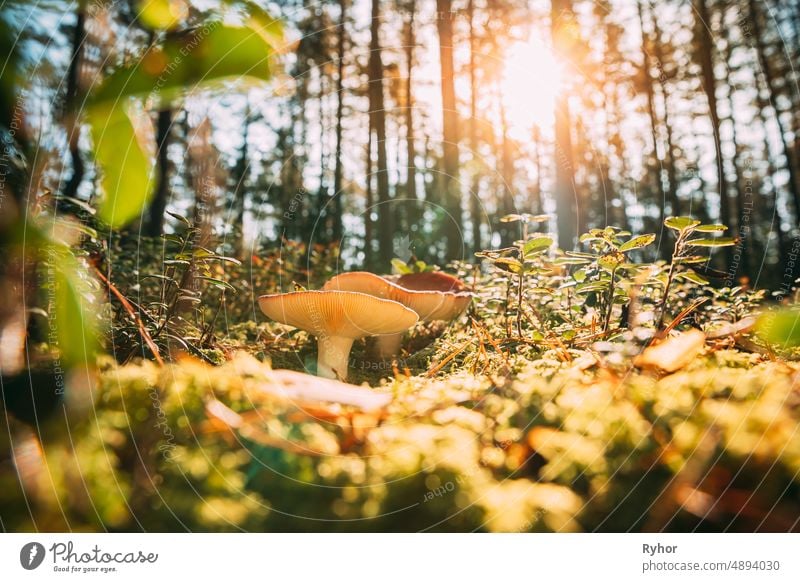 Pilz Russula emetica - Brechertäubling, Brechertäubling oder Erbrechertäubling. Herbstwald. Bedingt essbarer Pilz. Sonnenschein Sonnenlicht durch Waldlandschaft. Weißrussland, Europa