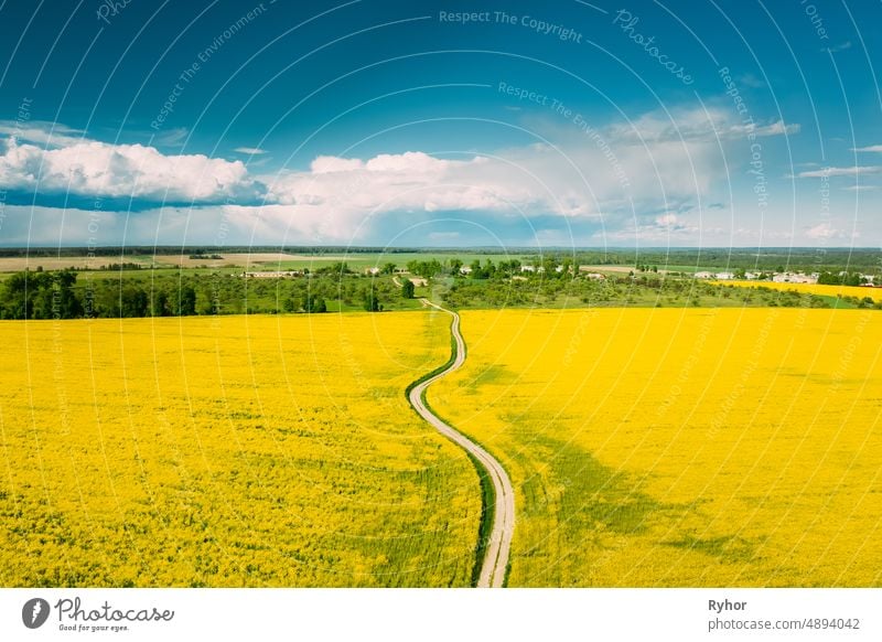 Luftaufnahme von landwirtschaftlichen Landschaft mit blühenden blühenden Raps, Ölsaat auf dem Feld im Frühjahr Saison. Blossom Of Canola Gelbe Blumen. Schöne ländliche Landstraße