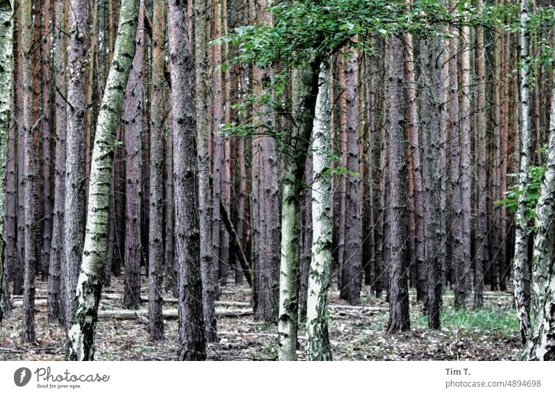 Wald in Brandenburg Natur Außenaufnahme Baum Menschenleer Umwelt Landschaft Farbfoto Tag Pflanze grün natürlich Sommer