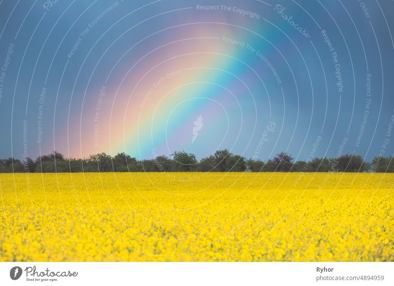 Regenbogen über ländlicher Landschaft mit Blüte von Raps gelbe Blumen. Raps, Ölsaat Feld Wiese. Ackerbau erstaunlich Hintergrund schön Blütezeit Überstrahlung