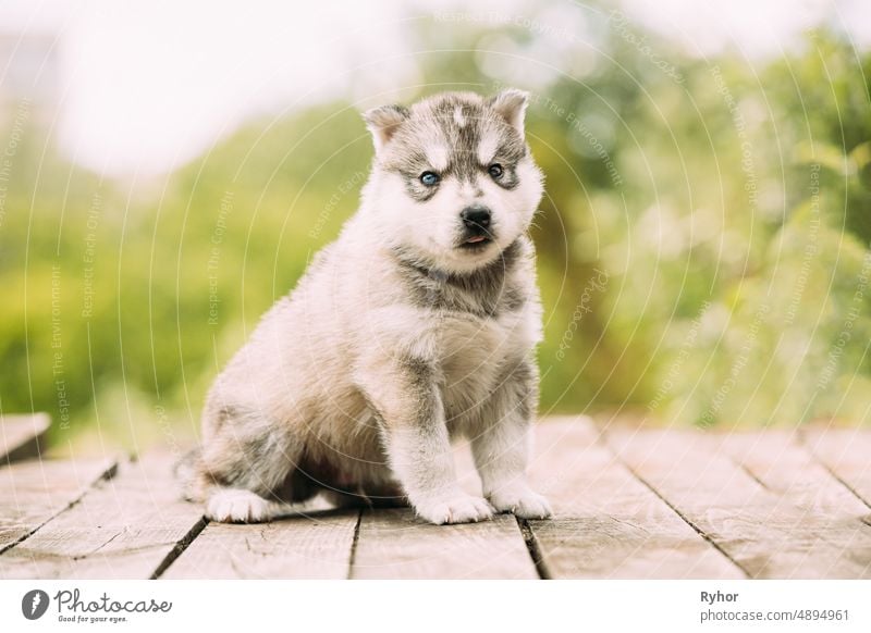 Vier Wochen alter Husky-Welpe von weiß-grauer Farbe, der auf dem hölzernen Boden sitzt. Tier schön Schönheit züchten Eckzahn Textfreiraum niedlich Hund heimisch