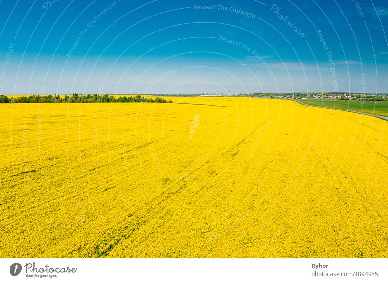 Luftaufnahme der landwirtschaftlichen Landschaft mit blühenden blühenden Raps, Ölsaat im Feld Wiese im Frühjahr. Blossom Of Canola Gelbe Blumen. Schöne ländliche Landschaft in der Vogelperspektive