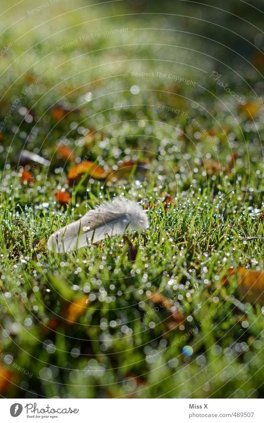 Morgentau Wassertropfen Regen Gras Wiese glänzend nass Feder leicht Sonnenlicht Tau Farbfoto Außenaufnahme Nahaufnahme Menschenleer Textfreiraum oben