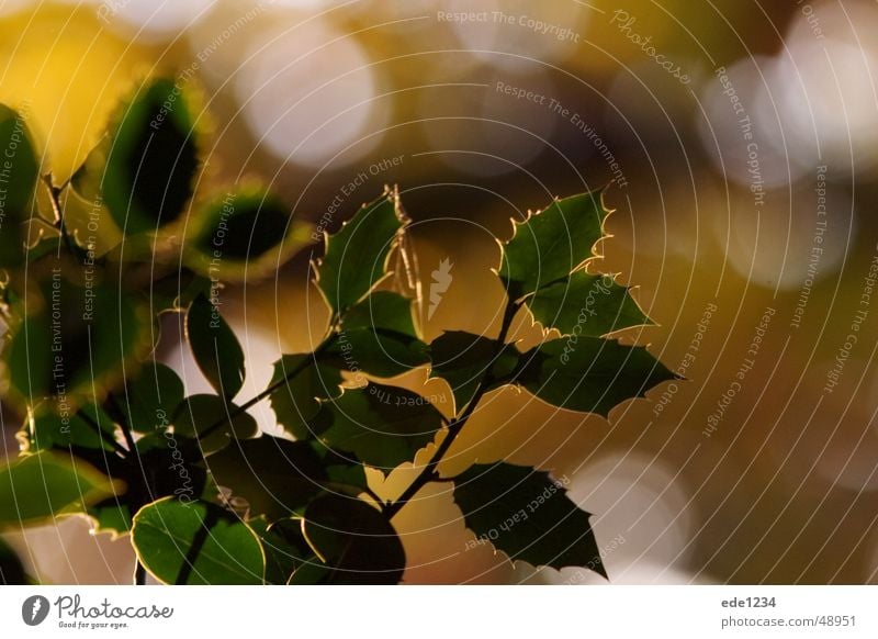 Blätter im Herbst pflanze strauch gegenlicht herbst warm licht garten natur bunt friede knospe ast baum grün blatt europa deutschland Wärme