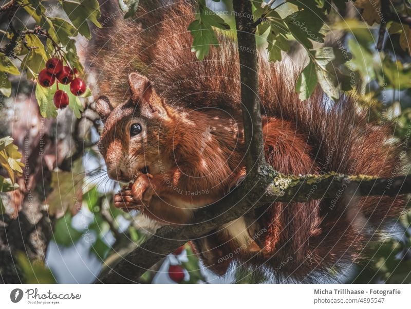 Fressendes Eichhörnchen im Baum Sciurus vulgaris Tiergesicht Kopf Auge Nase Ohr Maul Schwanz Pfoten Krallen Fell Nagetiere fressen knabbern Nahrung Ernährung