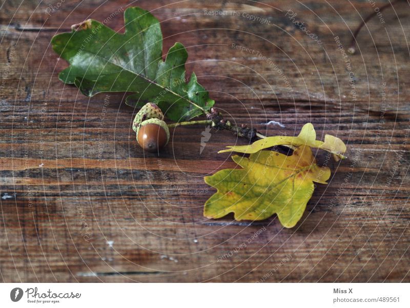 Eicheln Basteln Natur Herbst Blatt Holz braun Eichenblatt Holztisch Maserung Holzplatte Zweig herbstlich Bastelmaterial Herbstlaub Herbstfärbung Baumfrucht