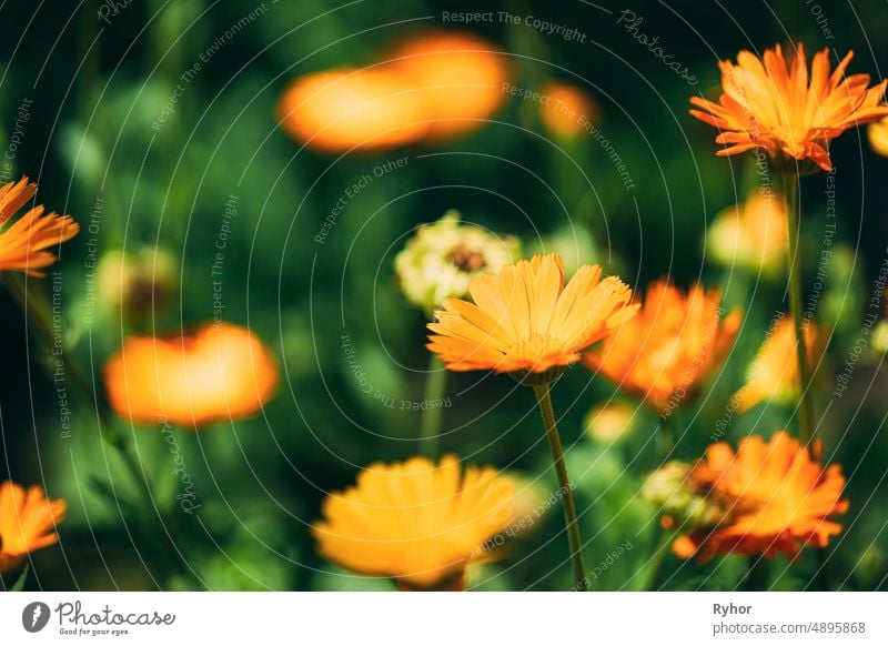 Orangefarbene Blüte der Calendula Officinalis. Heilpflanze Asteraceae Ringelblume officinalis Medizin Scotch Ringelblume schön Blütezeit Überstrahlung allgemein