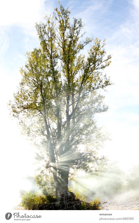 Durchlichtbaum Stil Freude Veranstaltung Feste & Feiern Natur Landschaft Feuer Himmel Wolken Sonne Nebel Baum Grill leuchten Rauchen heiß hell