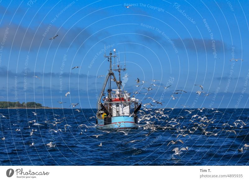 ein Fischkutter wird vor Rügen von Möwen umkreist Möwenvögel Kutter Ostsee Meer Wasser Außenaufnahme Vogel Farbfoto Tag Menschenleer Tier Natur blau