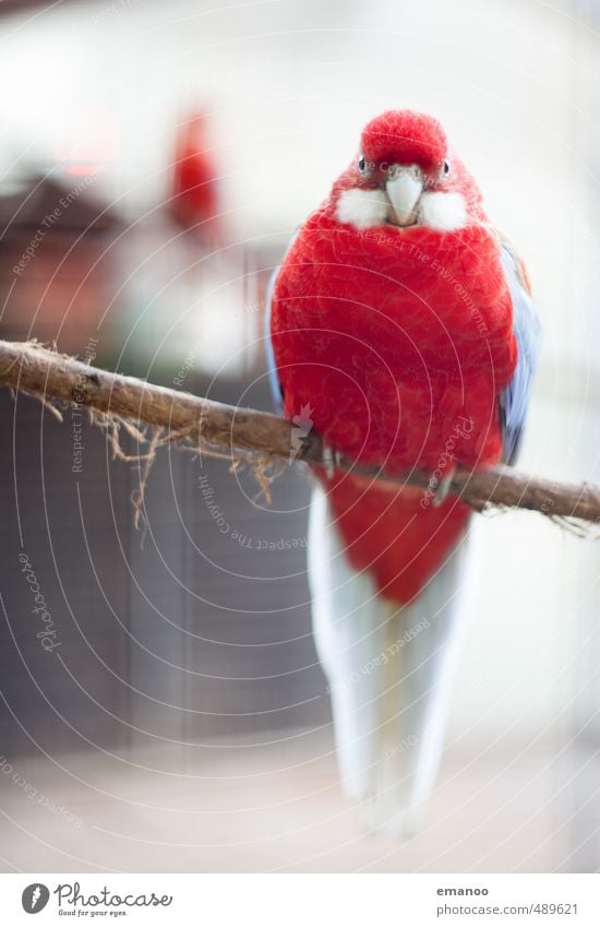 du roter Vogel Tier Zoo 1 Blick sitzen warten dick groß schön einzigartig blau Kanarienvogel Feder Käfig Vogelkäfig Ast Krallen Schnabel Baumrinde Farbfoto