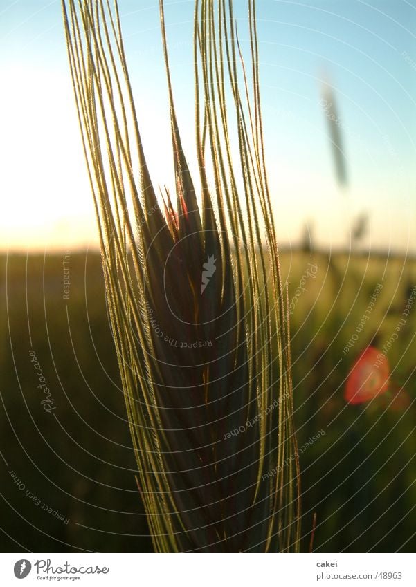 abendruh Sommer Korn Getreide Abend stimmung. sonnenuntergang Natur