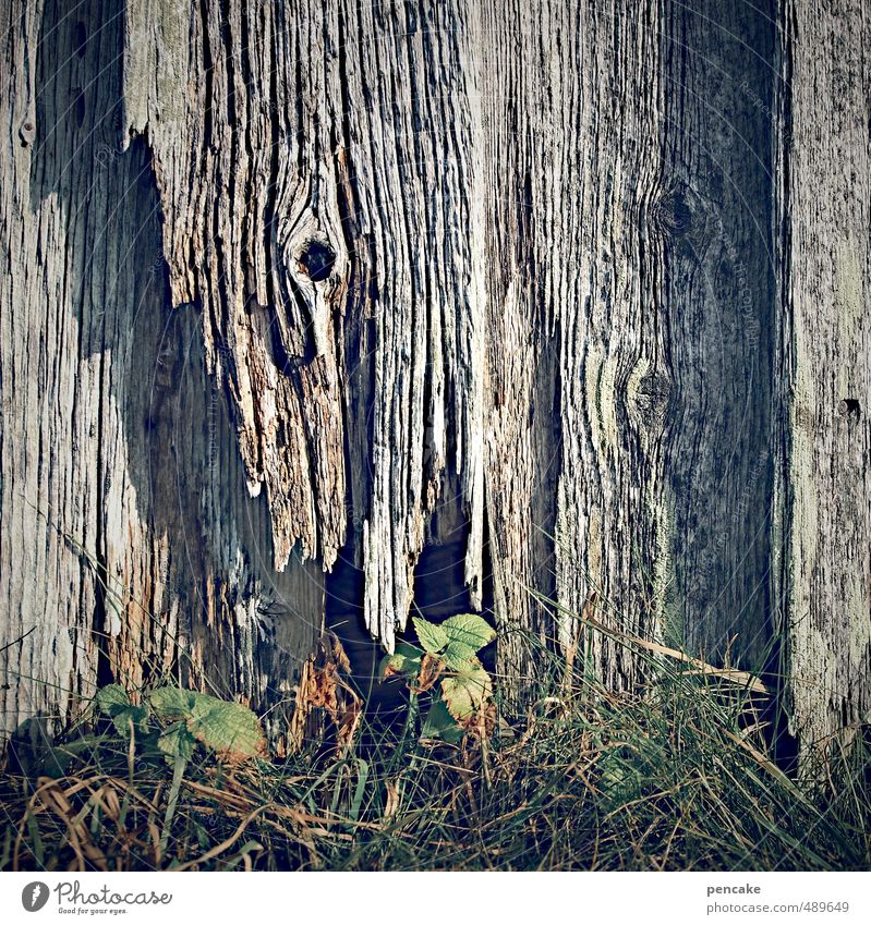 ausgemustert Natur Landschaft Herbst Sturm Regen Dürre Gras Blatt Feld Hütte Sammlerstück Holz ästhetisch authentisch kaputt blau grau grün verfallen Holzhütte